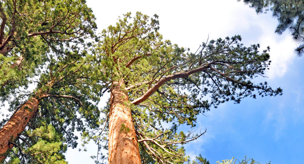 Redwood, sequoia, Ensmingerlab